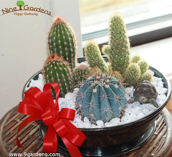 Cactus:The easy to care plant