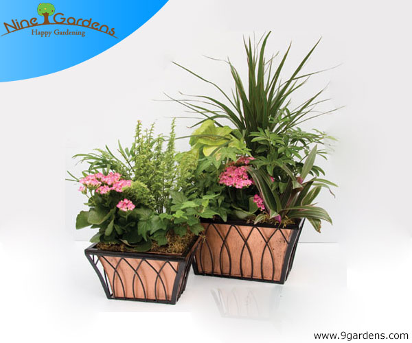 Indoor plants for air purification