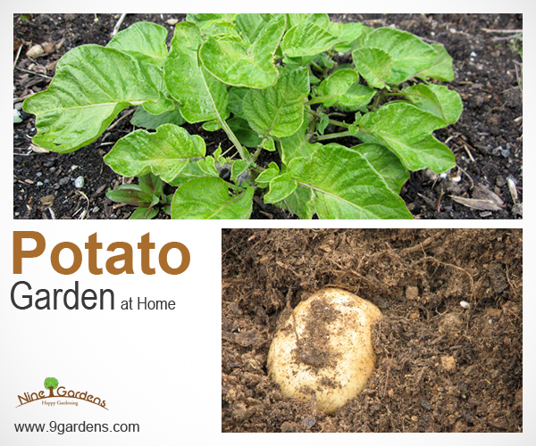 potato-garden
